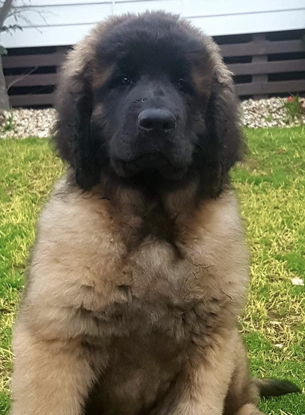 Utility &amp; Rare Breeds Show