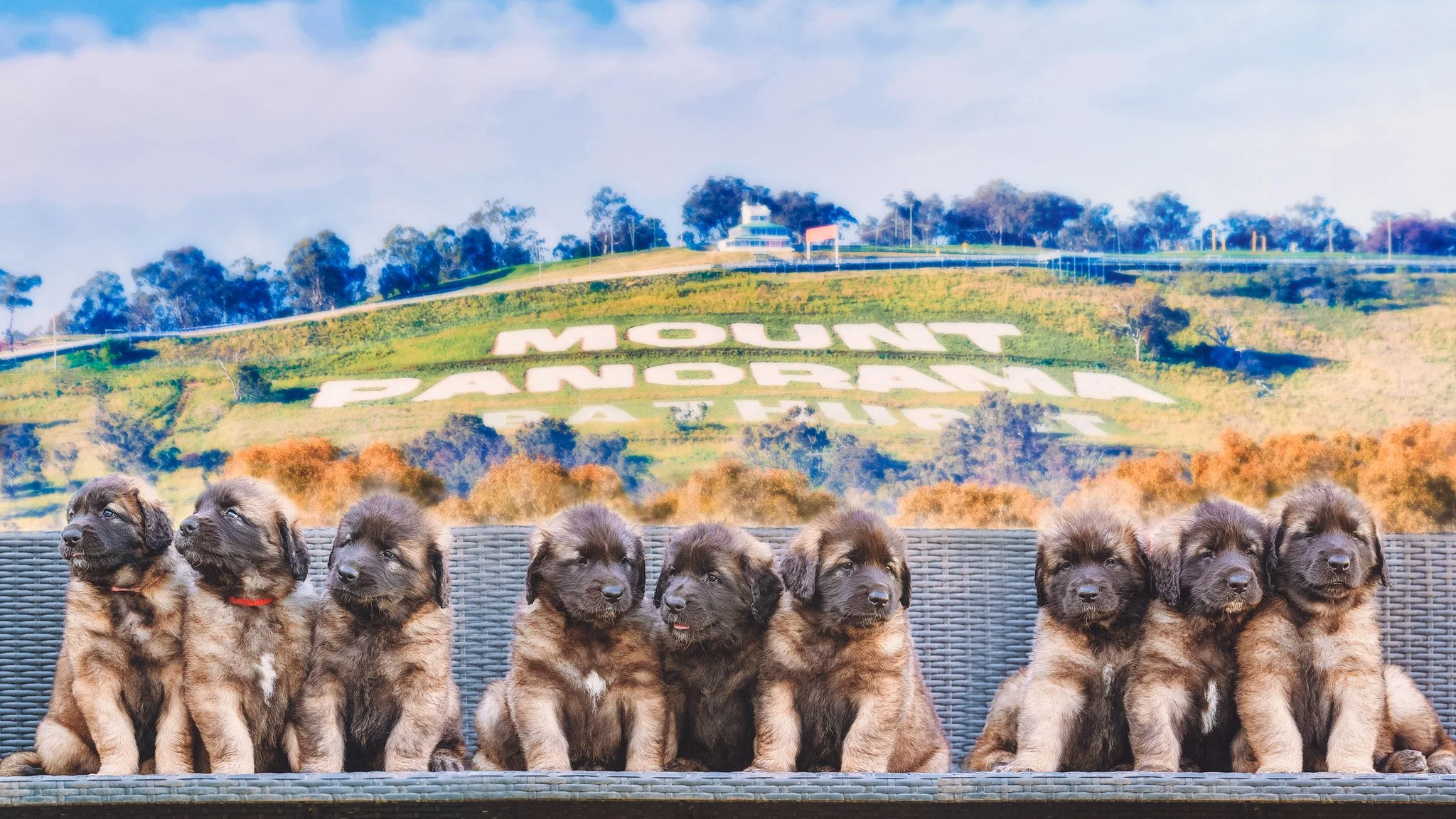 Bathurst Litter