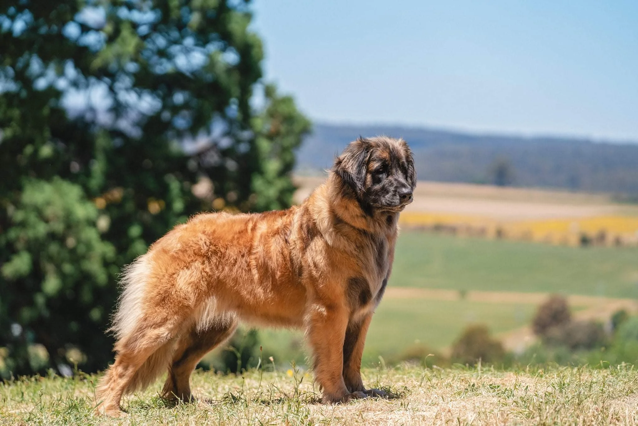 Sunshine (Glamourford Miss Fritter AI)