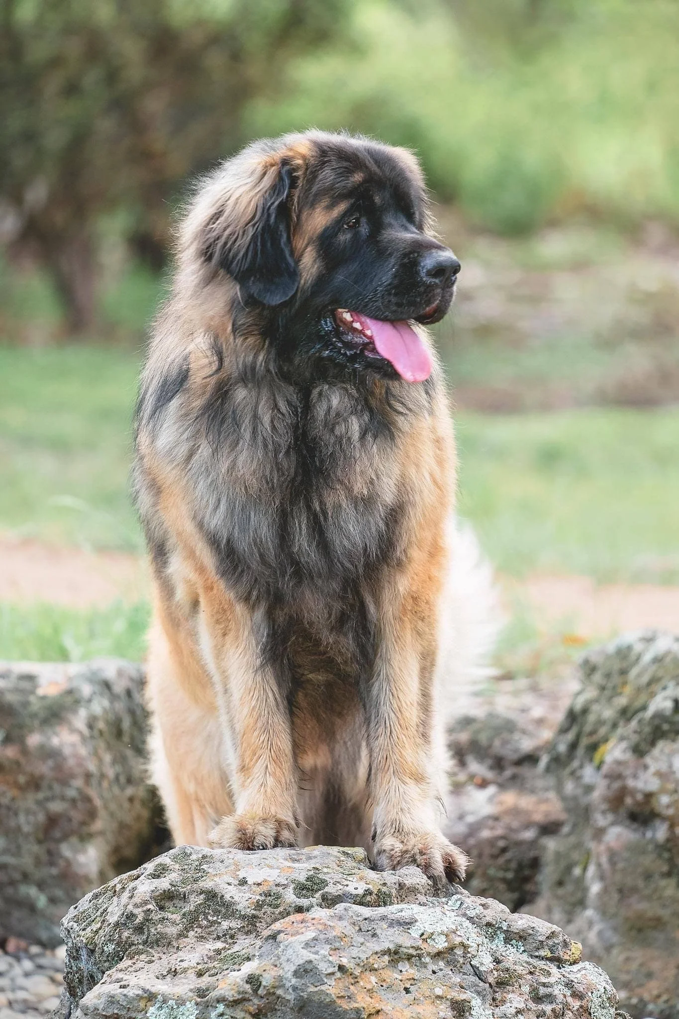 Gryff