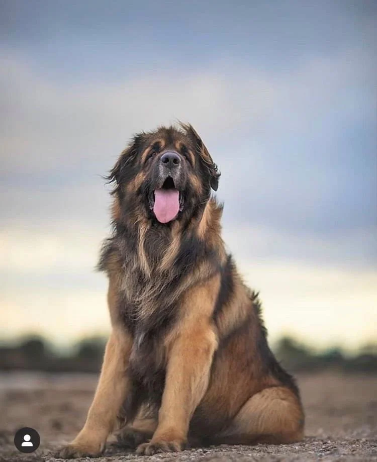 Loki