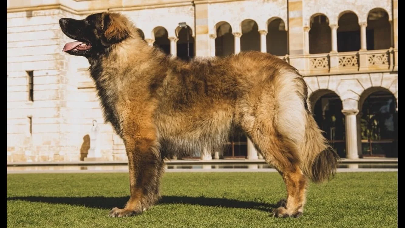 Oscar 