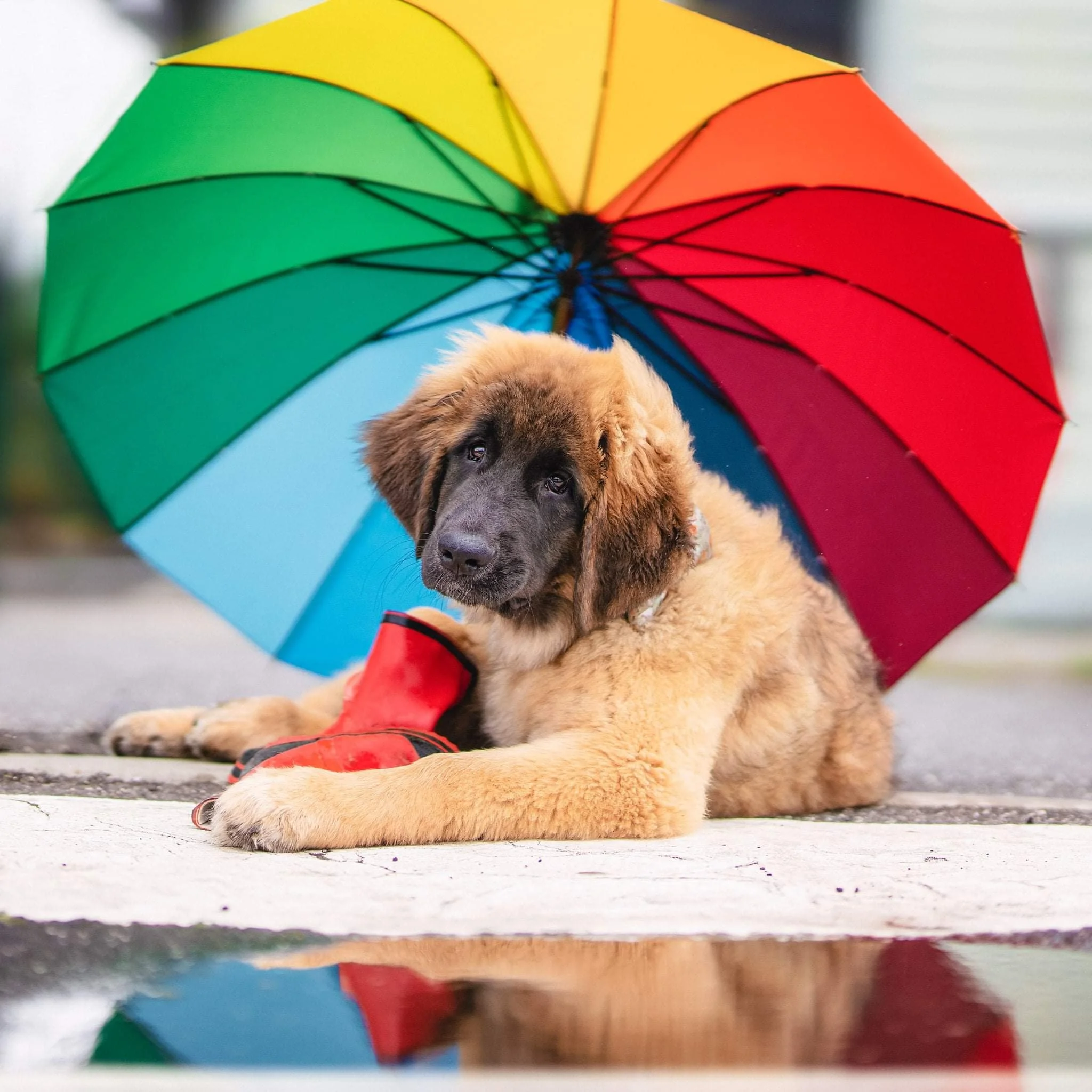 VIC - Central Gippsland Kennel Club Inc