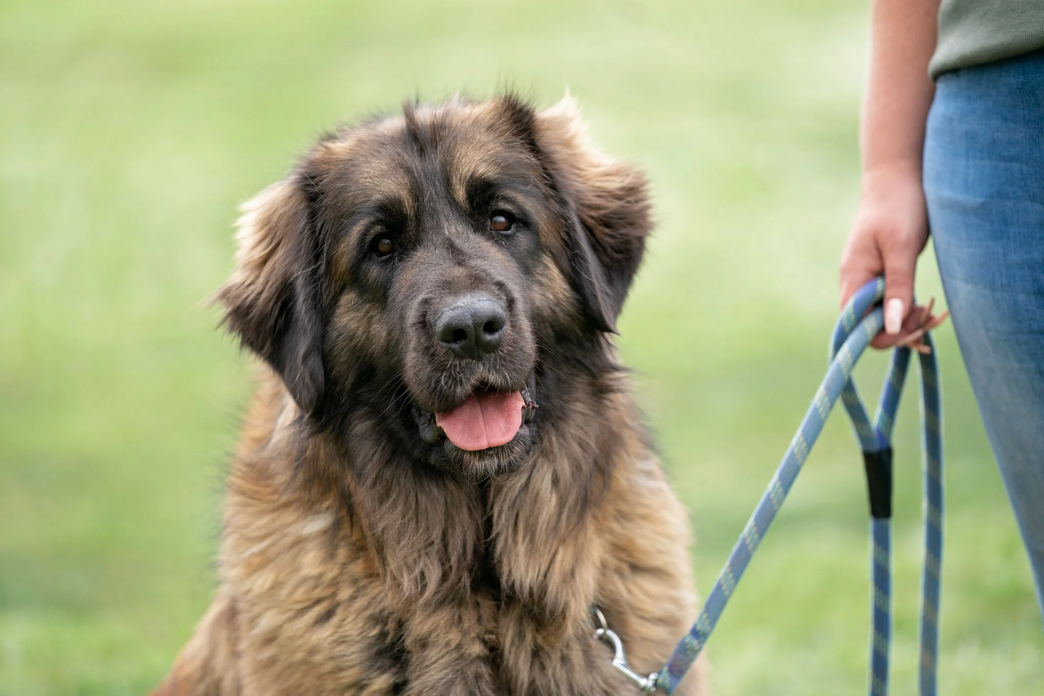 Havana (Gotcha day!)