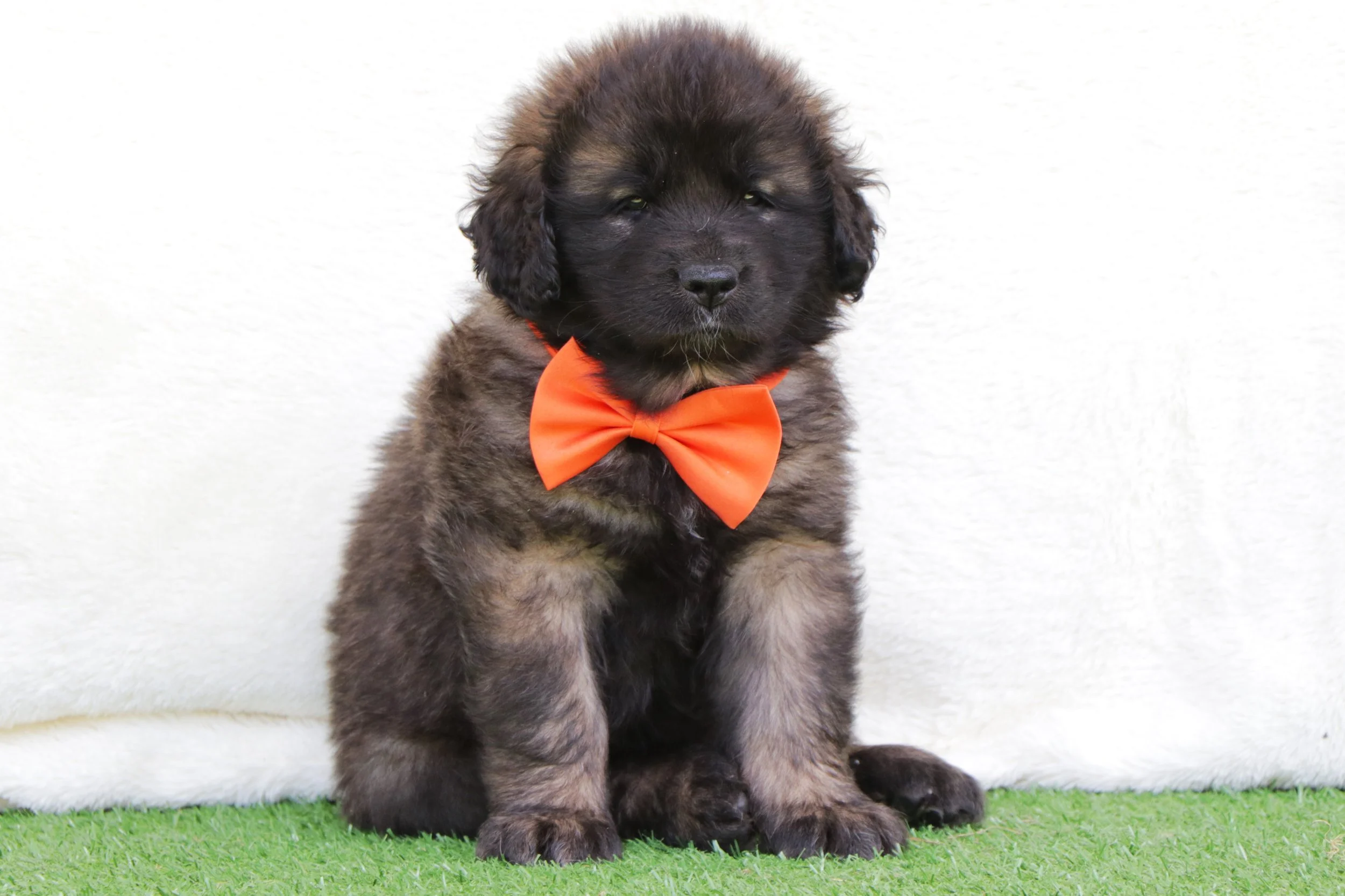 Charley (Orange Boy)