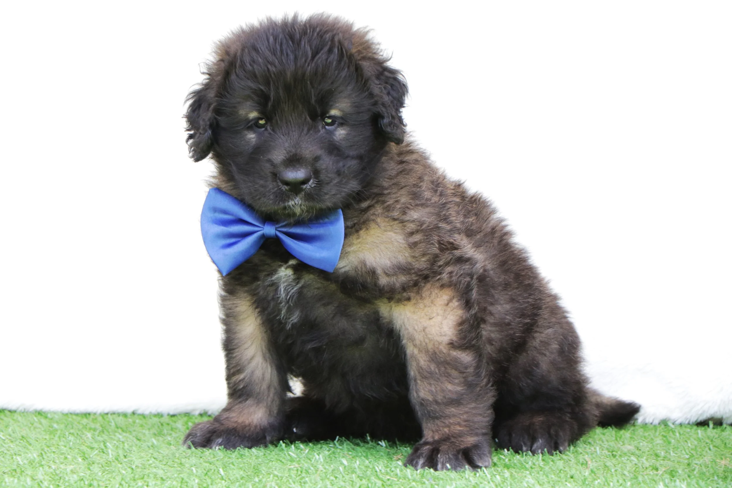 Toby (Royal Boy)
