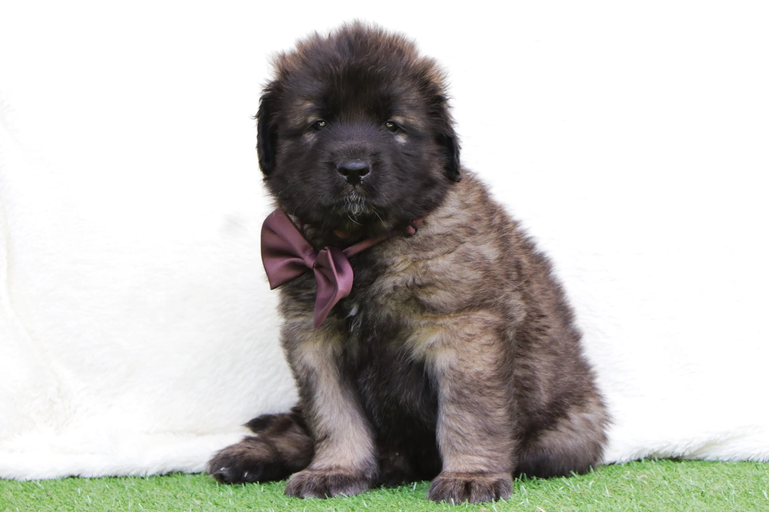 Otto (Chocolate Boy)