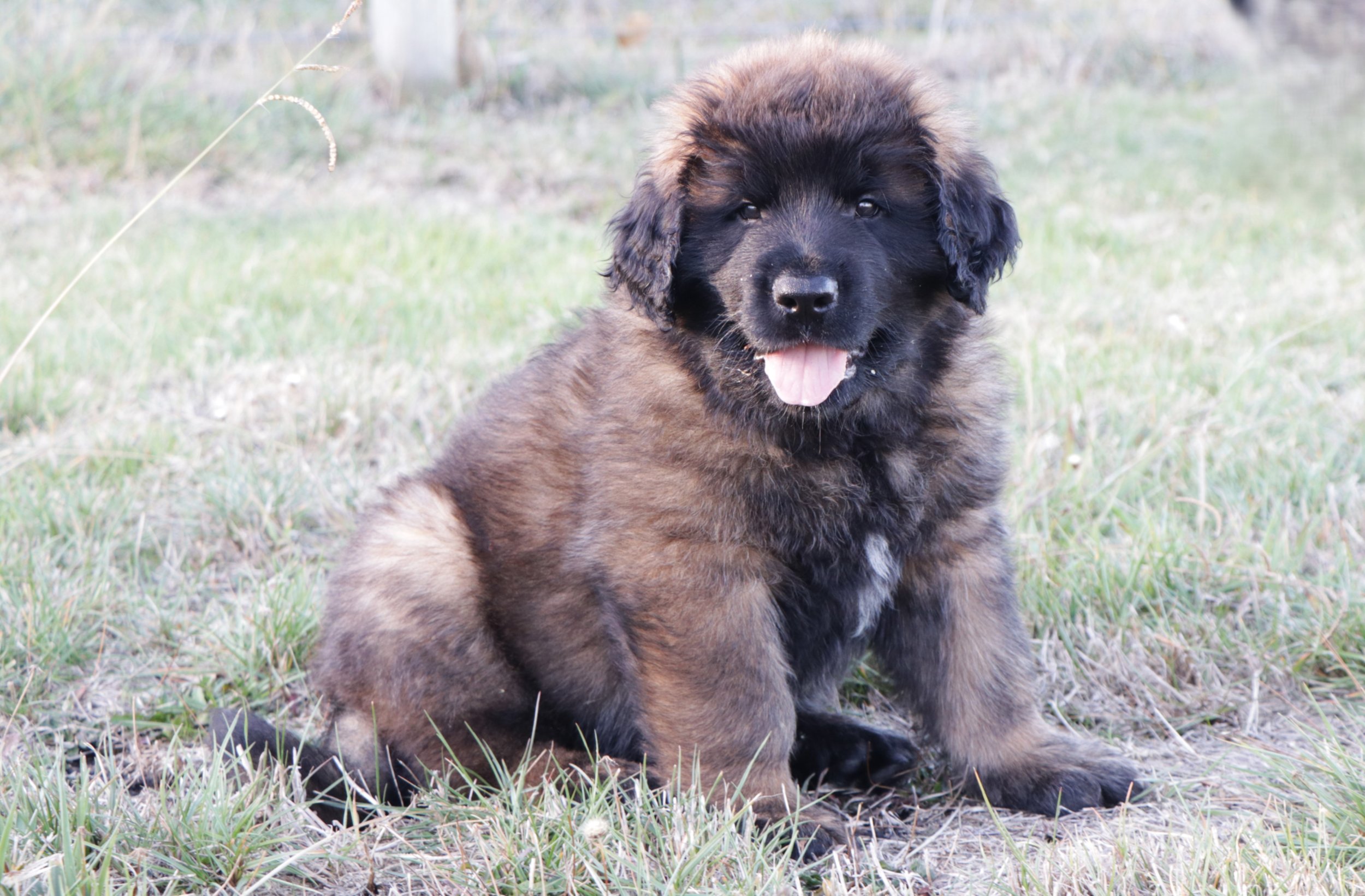 Maximus (Orange Boy)