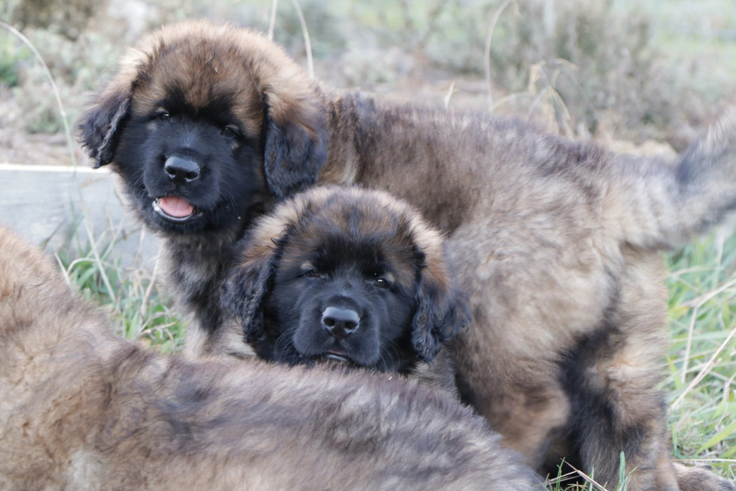 Beryl x Benny Pups