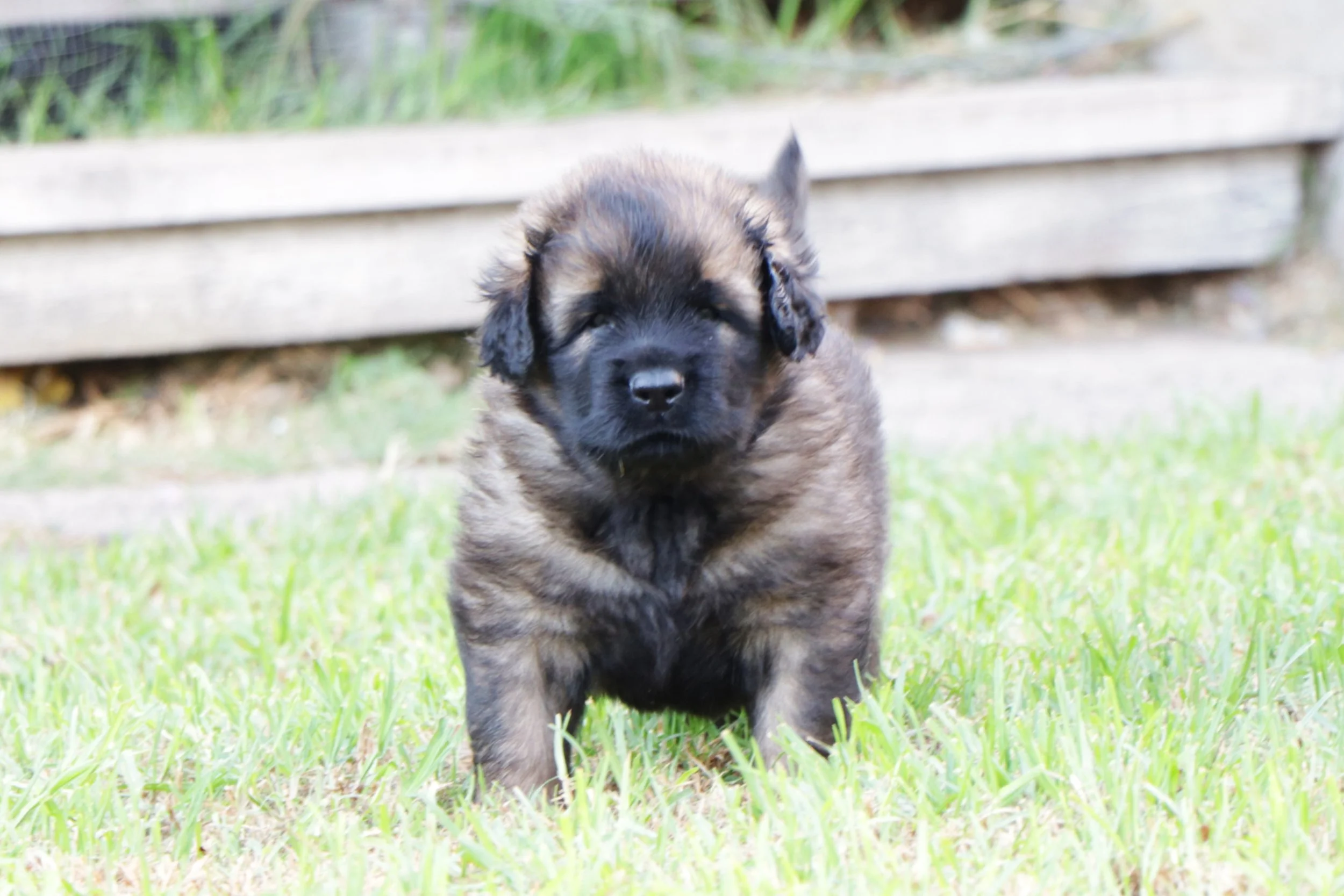 Newman (Silver) at 5 Weeks