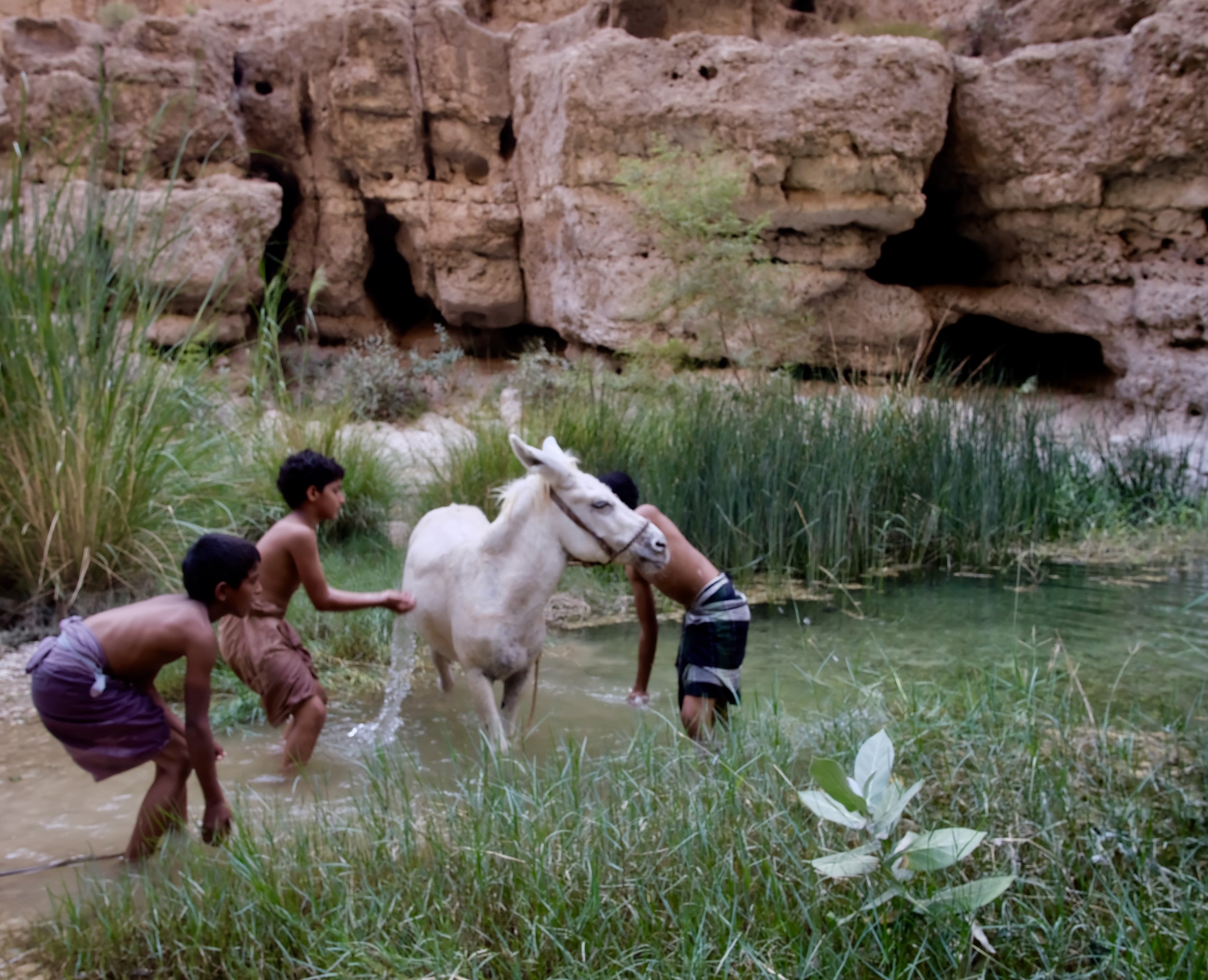 the bathing of the white donkey