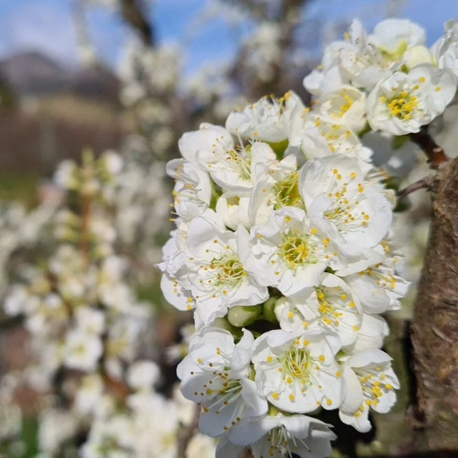 Swinging into spring at the Franschhoek Village Market🌸