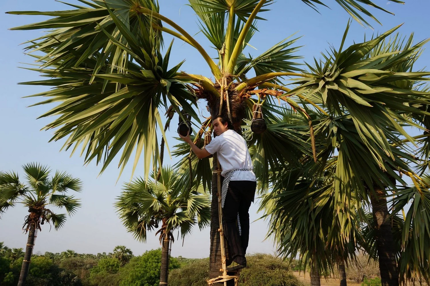 Collecting the sweet toddy palm nectar. A key ingredient to many drinks and dishes