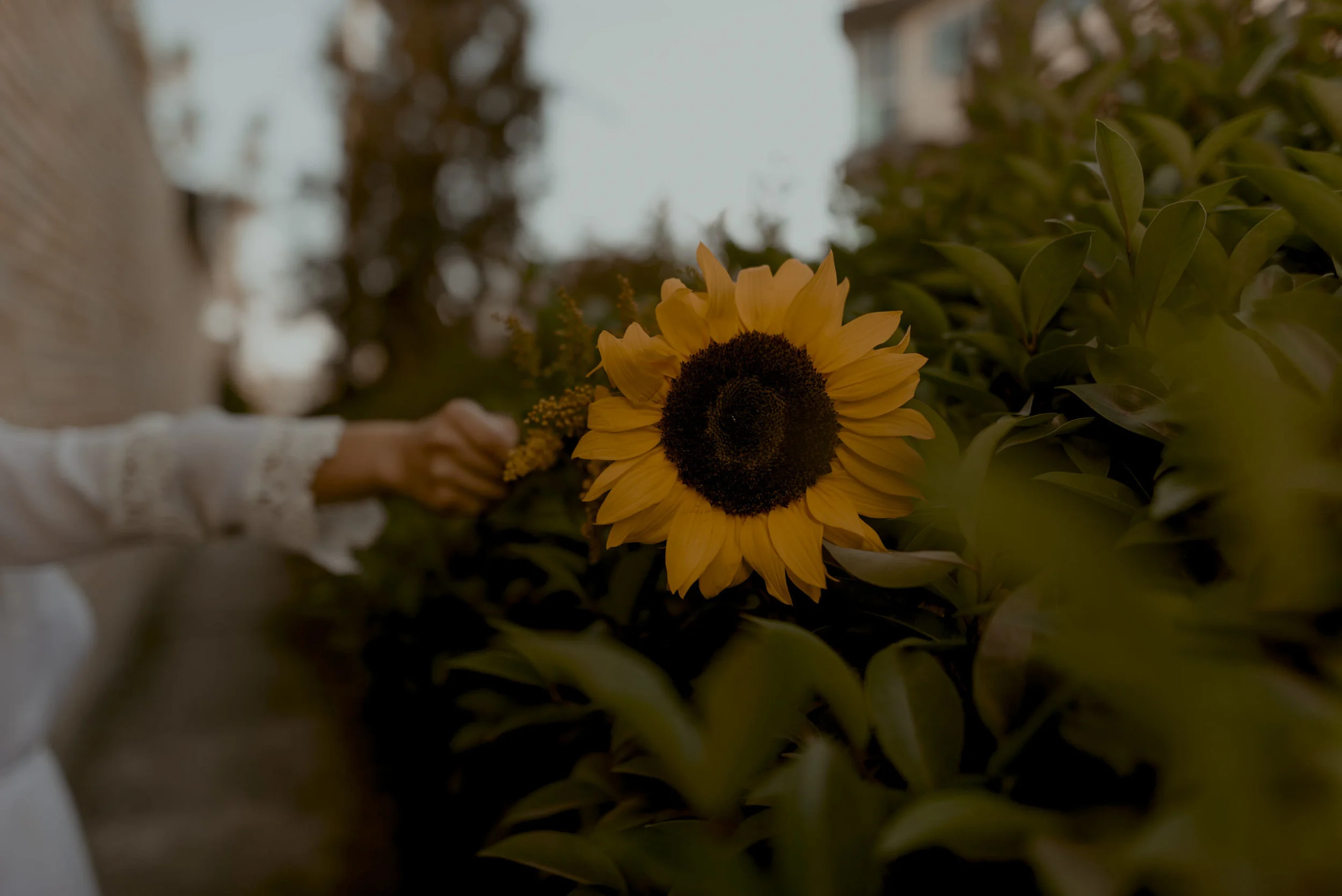 Aurora Saez -172503.jpg