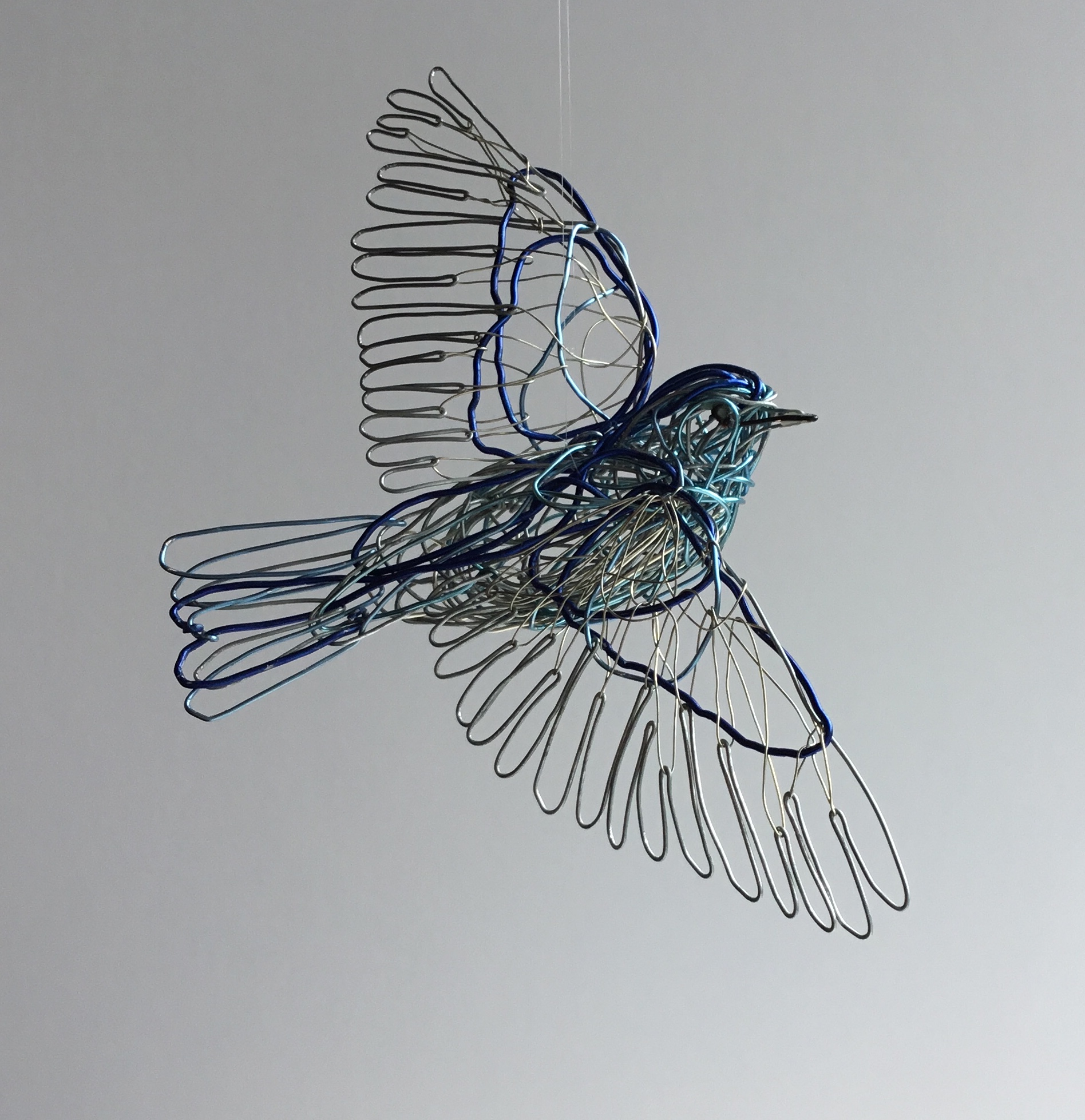 Mountain Bluebird
