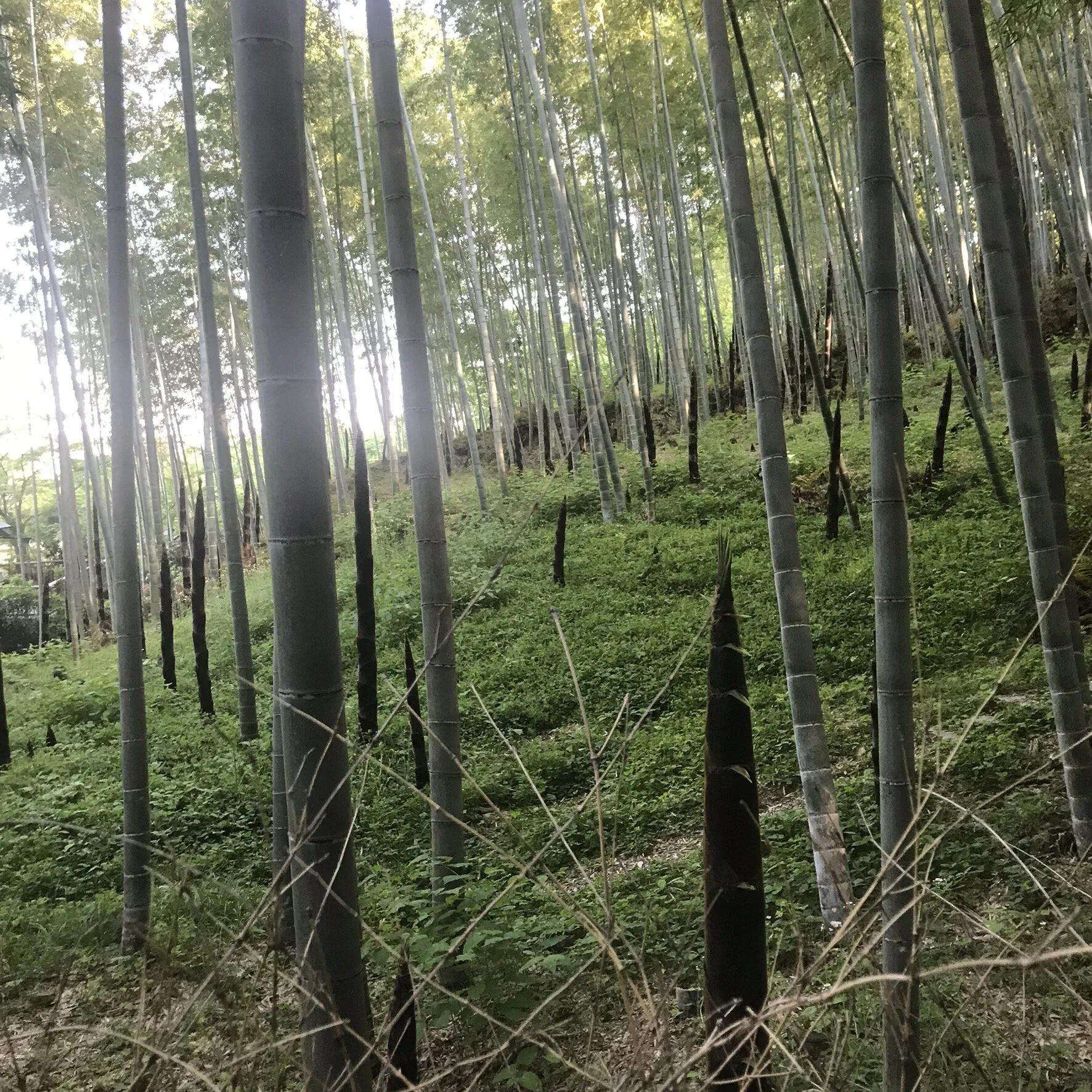 SAGANO BAMBOO GROVE