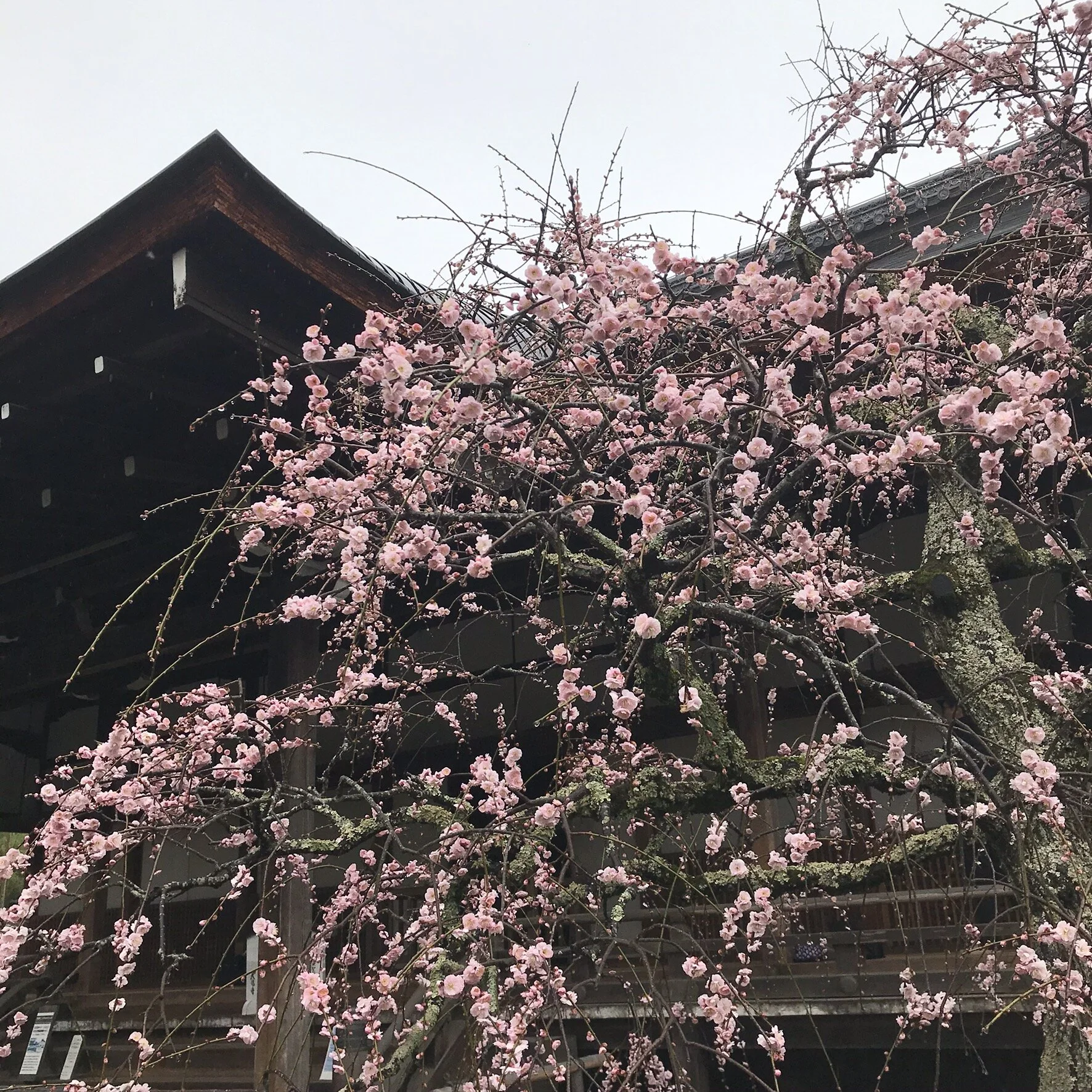 Descending Arashiyama