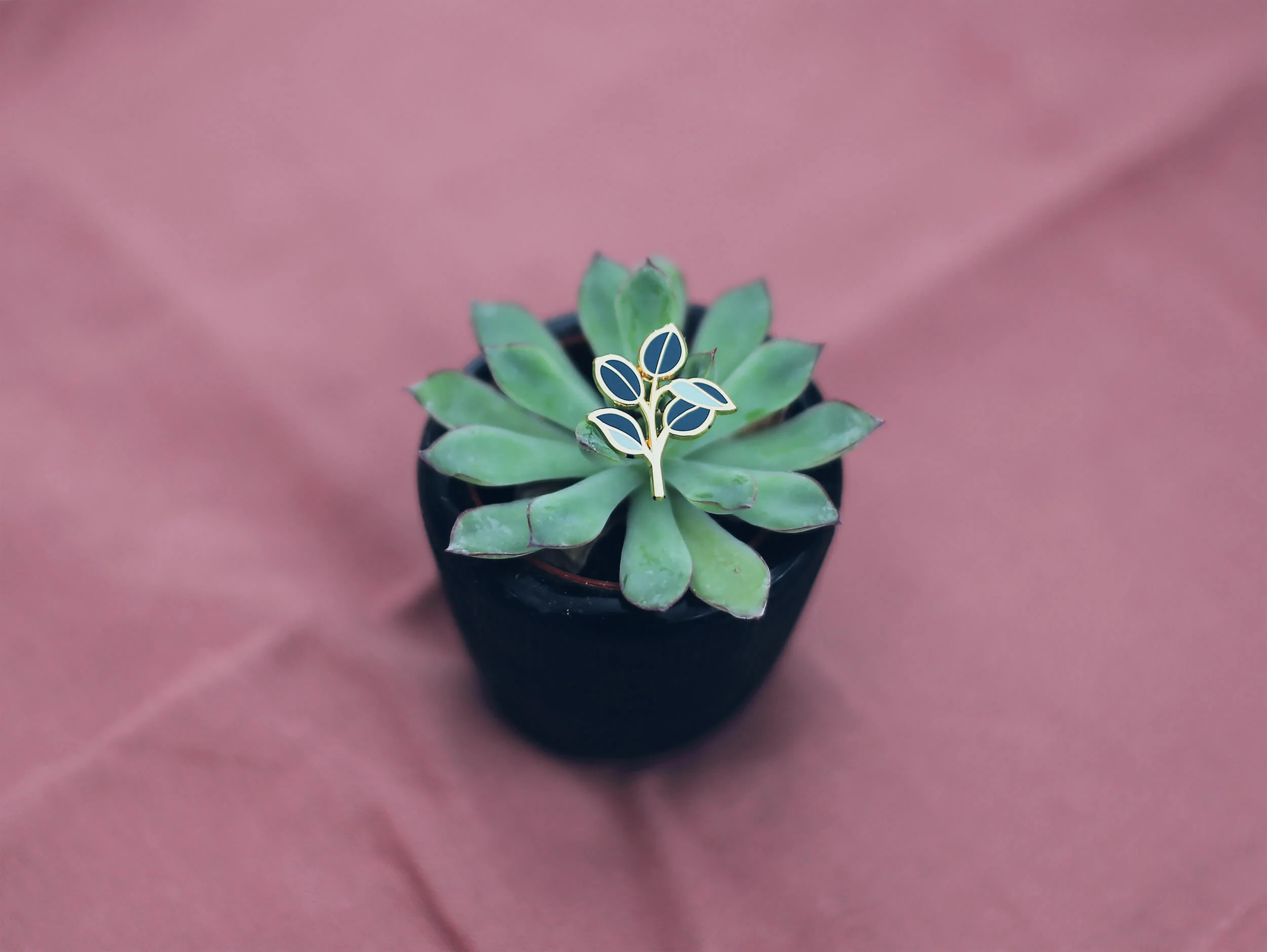 caoutchouc plante.jpg