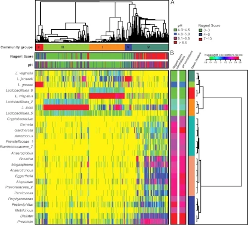The vaginal microbiome structure as first classified by Ravel et al. Proc Nat Acad Sci 2011. Is it science or is it modern art?