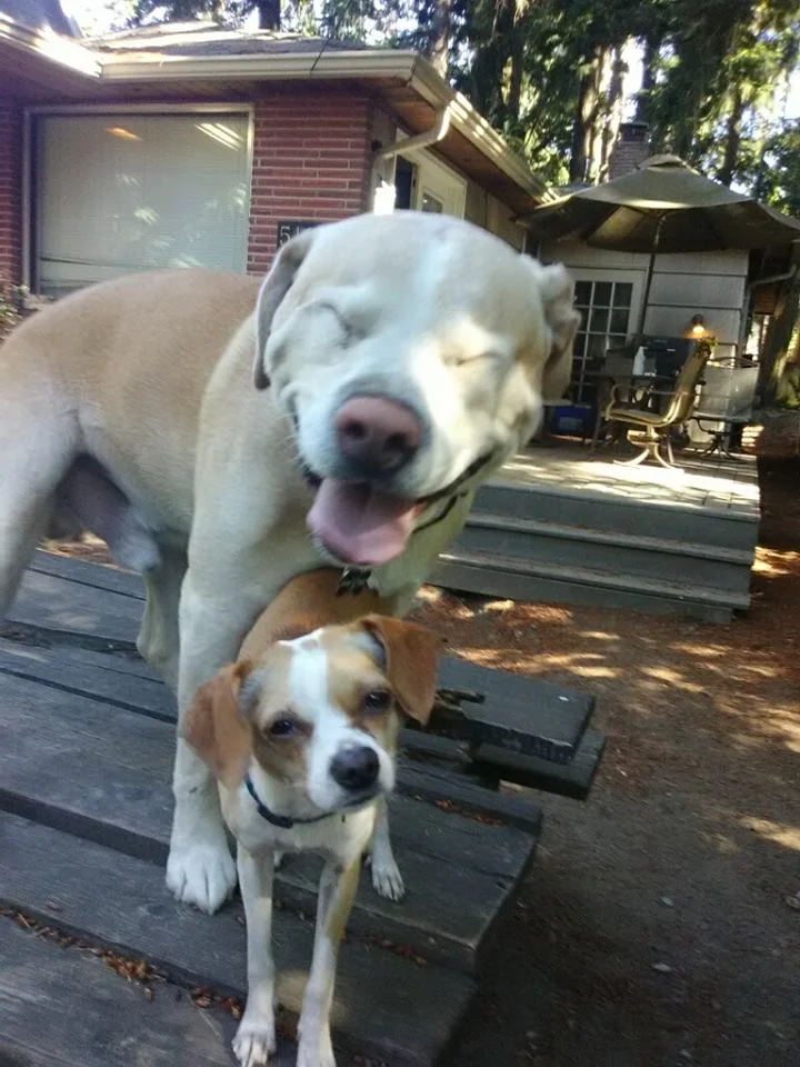 Paco and his big friend, Chico support the Community Review Board for Washington state!