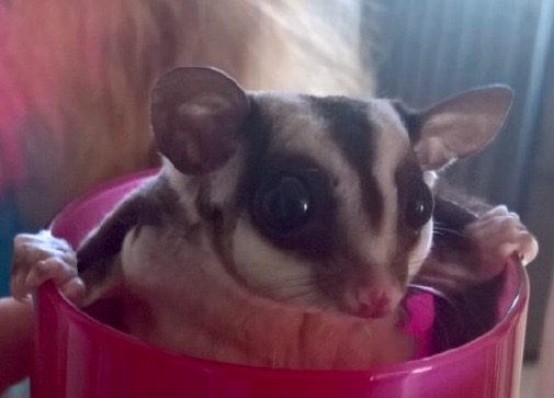 This is Ziggy, submitted by Tammy