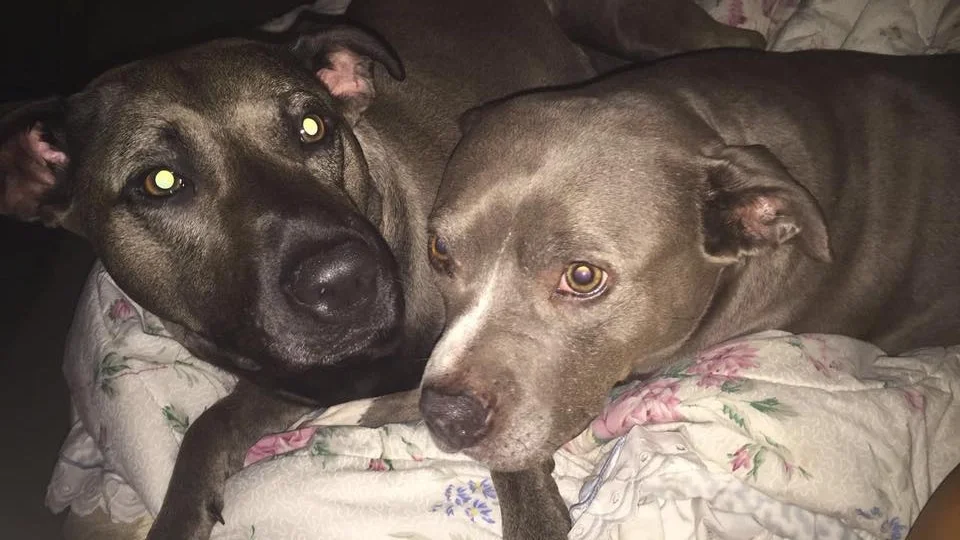 This is Mia and Sasha, submitted by Bryanna