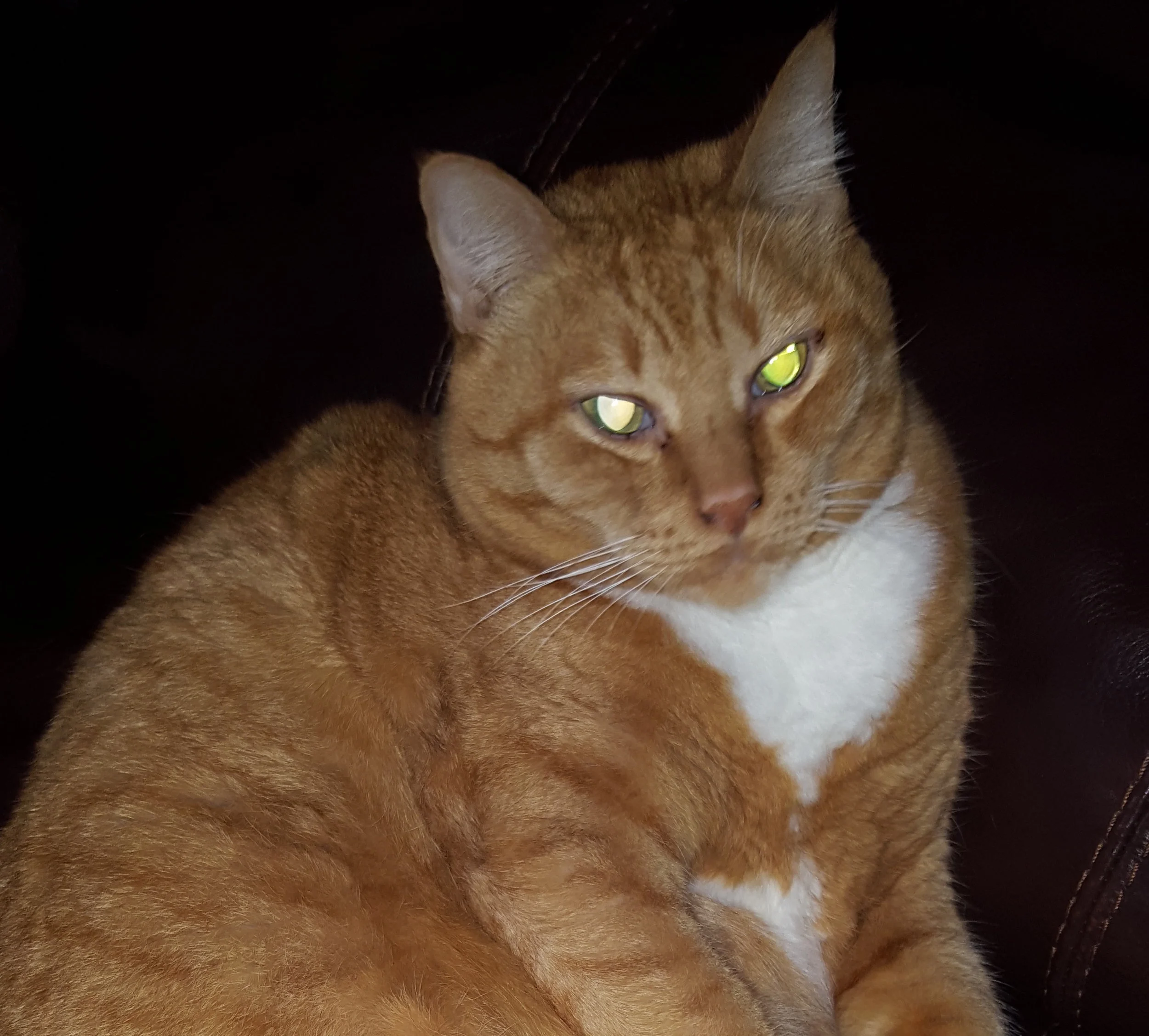 This is Tiggy Man, submitted by Ariana