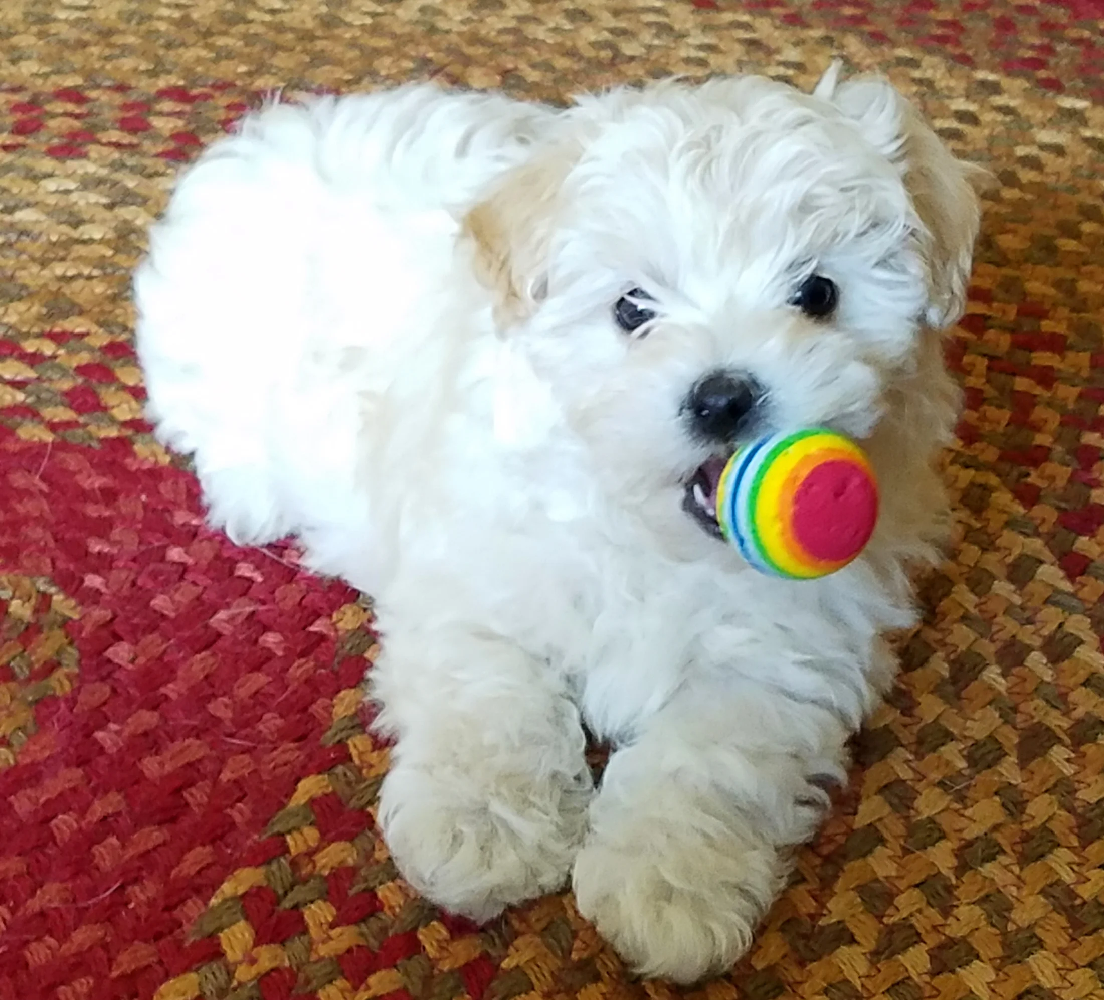 This is Pixie, submitted by Stephanie
