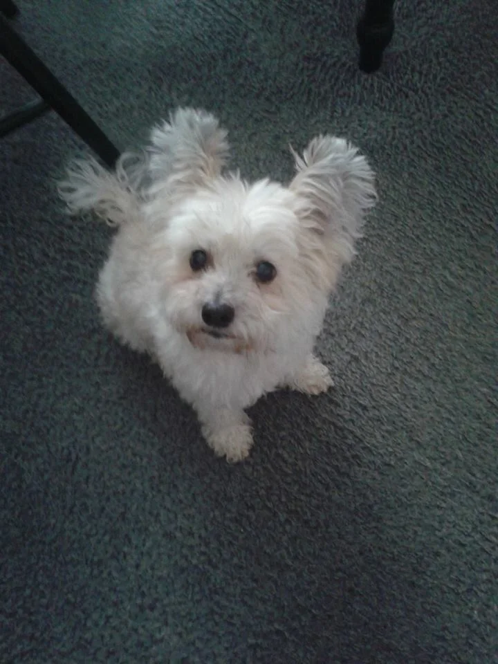 This is Trixy, submitted by Sharon