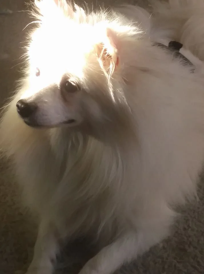 This is Luck of the Irish, submitted by Janice