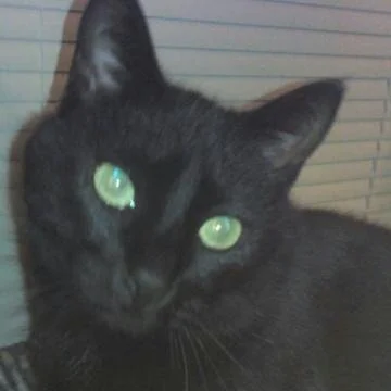 This is Gideon, submitted by Sharon