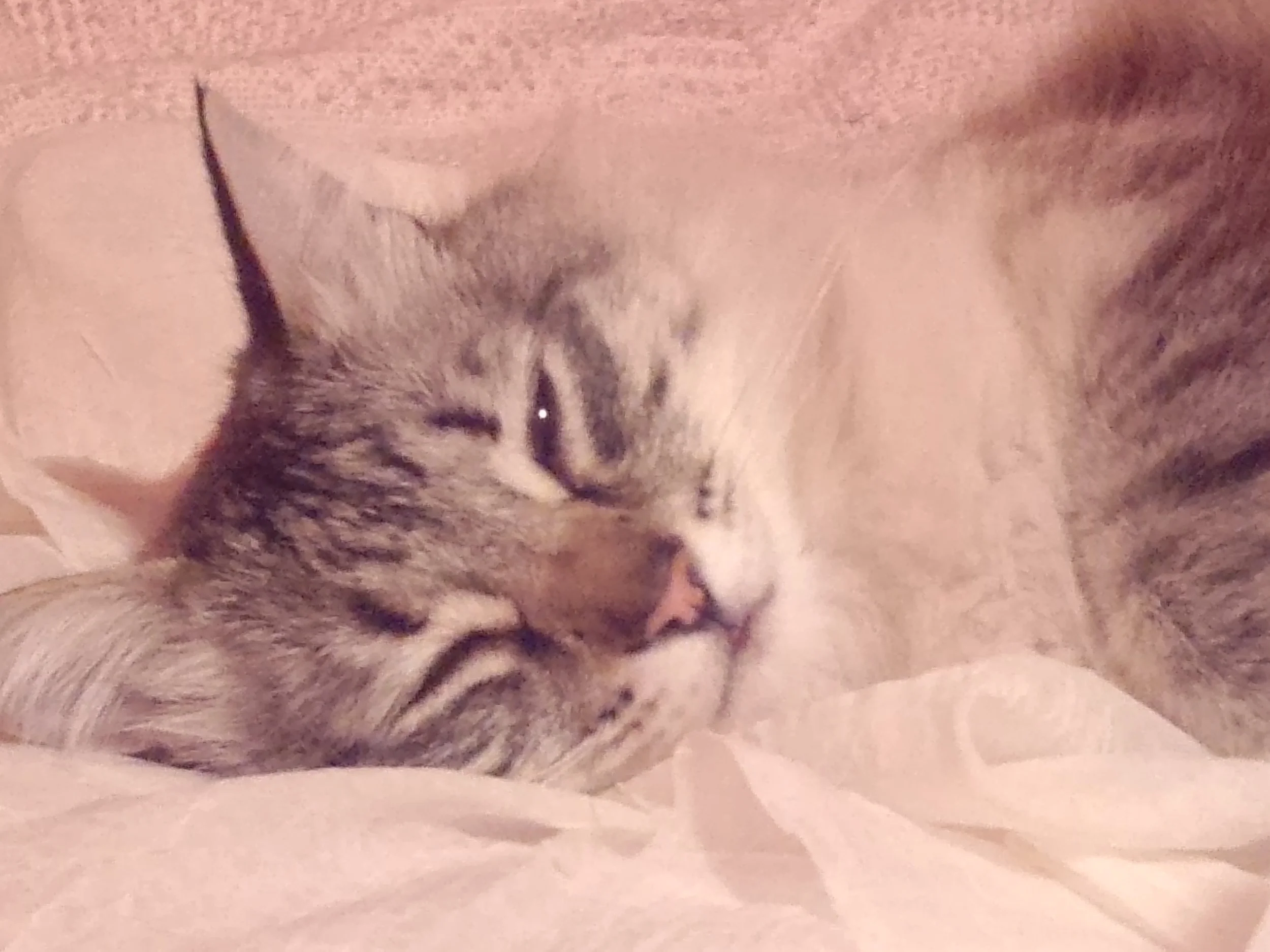 This is Charley, submitted by Veronica
