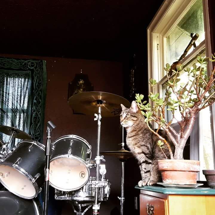 Bob Snarley, the jamming cat with the best name and democratic values, submitted by Alana