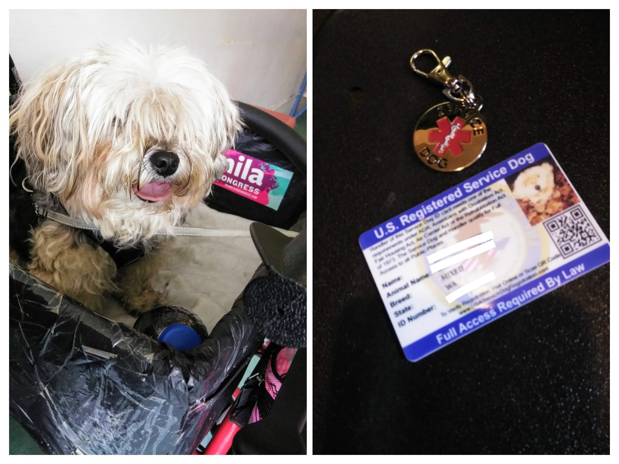 Bentley, the wondrous service dog, submitted by Gina