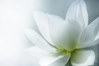 white_lotus_small.jpg