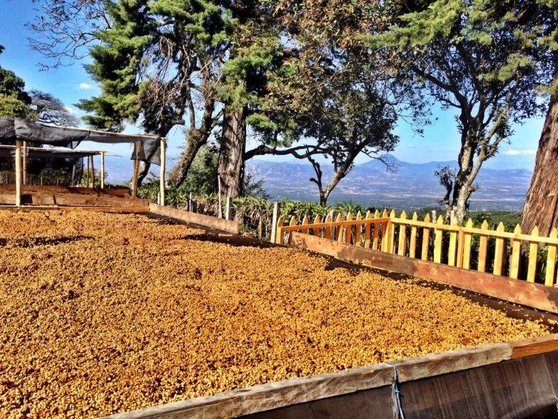 Llamatepec Range EL SALVADOR $17.75