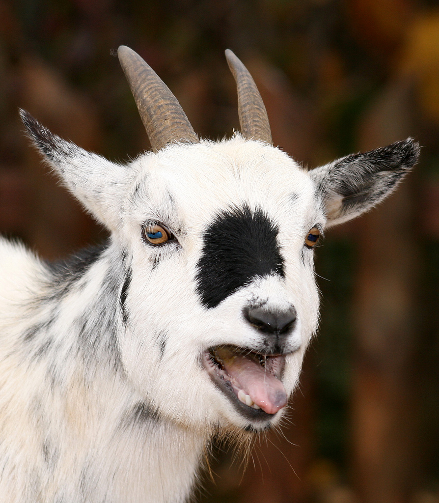 "GOAT"