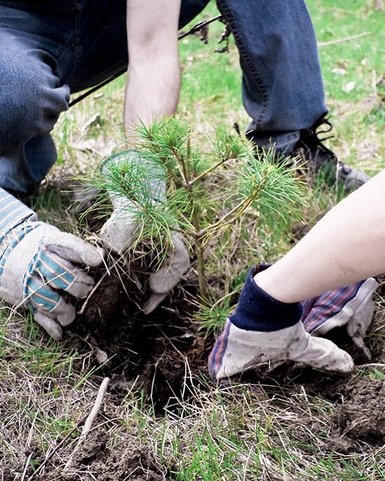 The best time to plant a tree