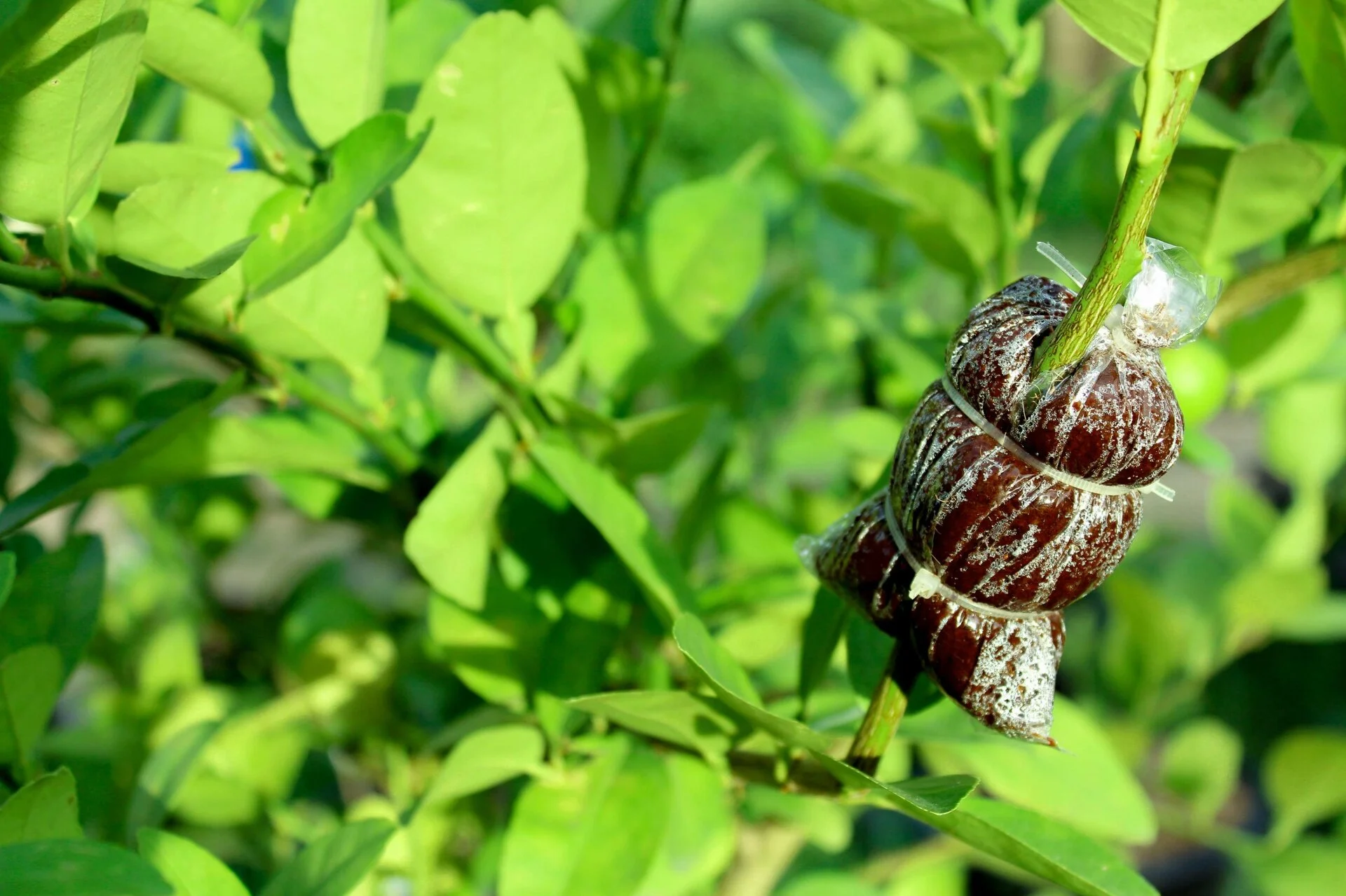 Grafted into the Cross