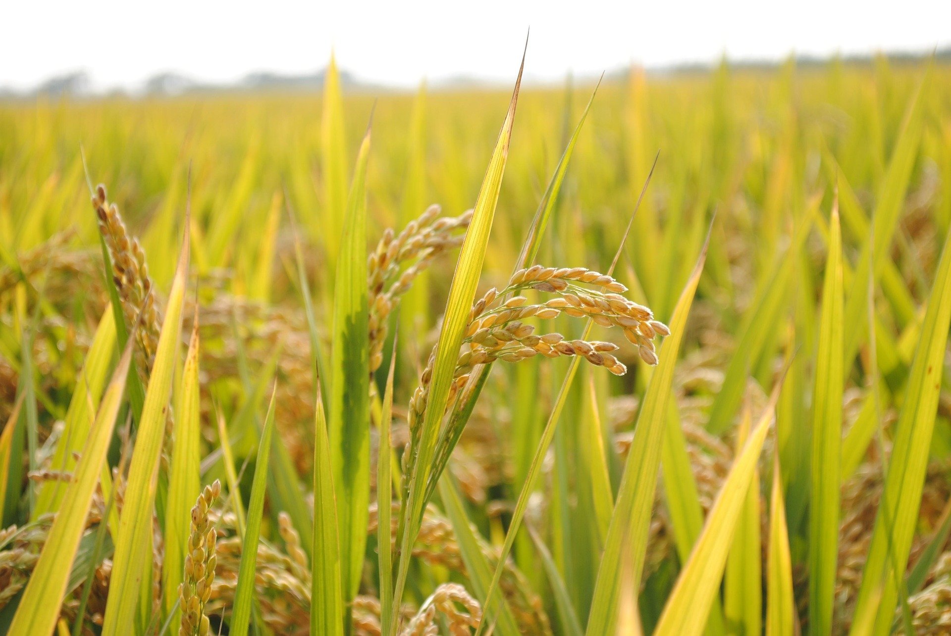 Weeds in the life of faith