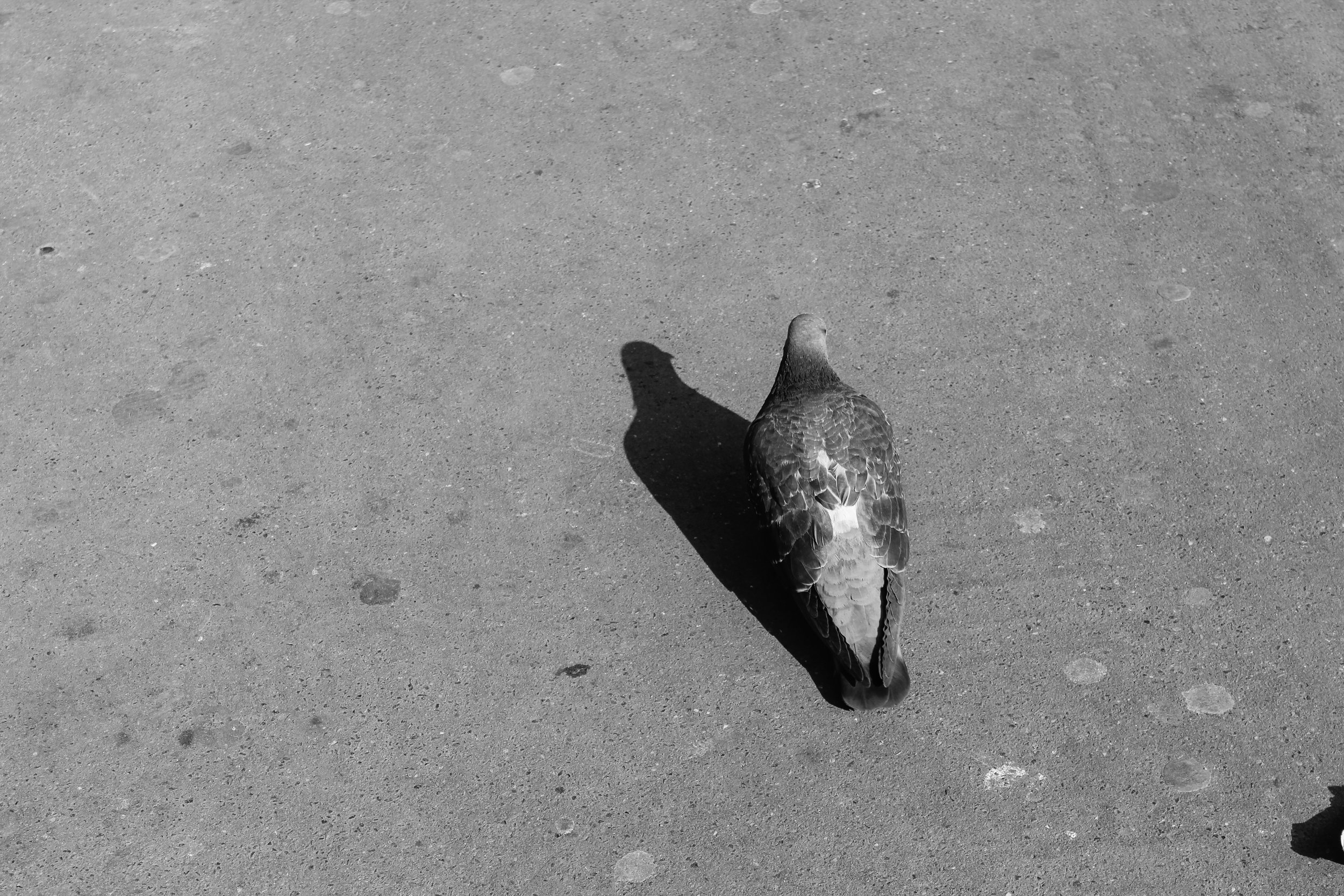 B&W Bird.jpg