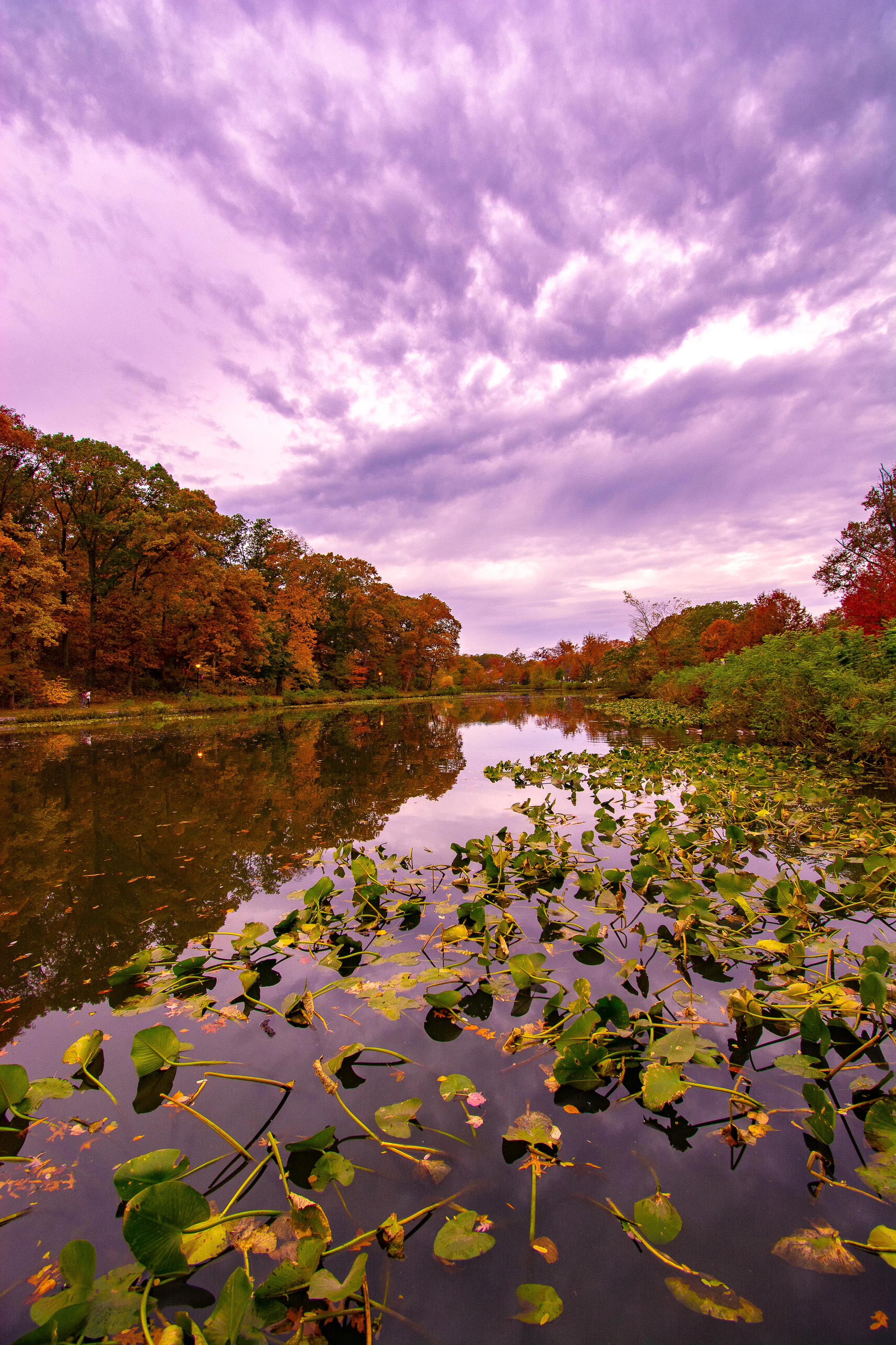 fall 2018 11.2.18 (1 of 1).jpg