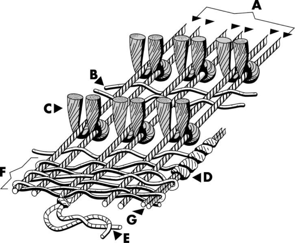 Oriental Carpet Construction