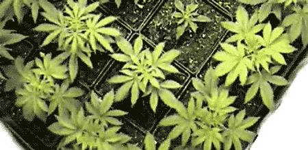 grow-cannabis-moving-gif.gif