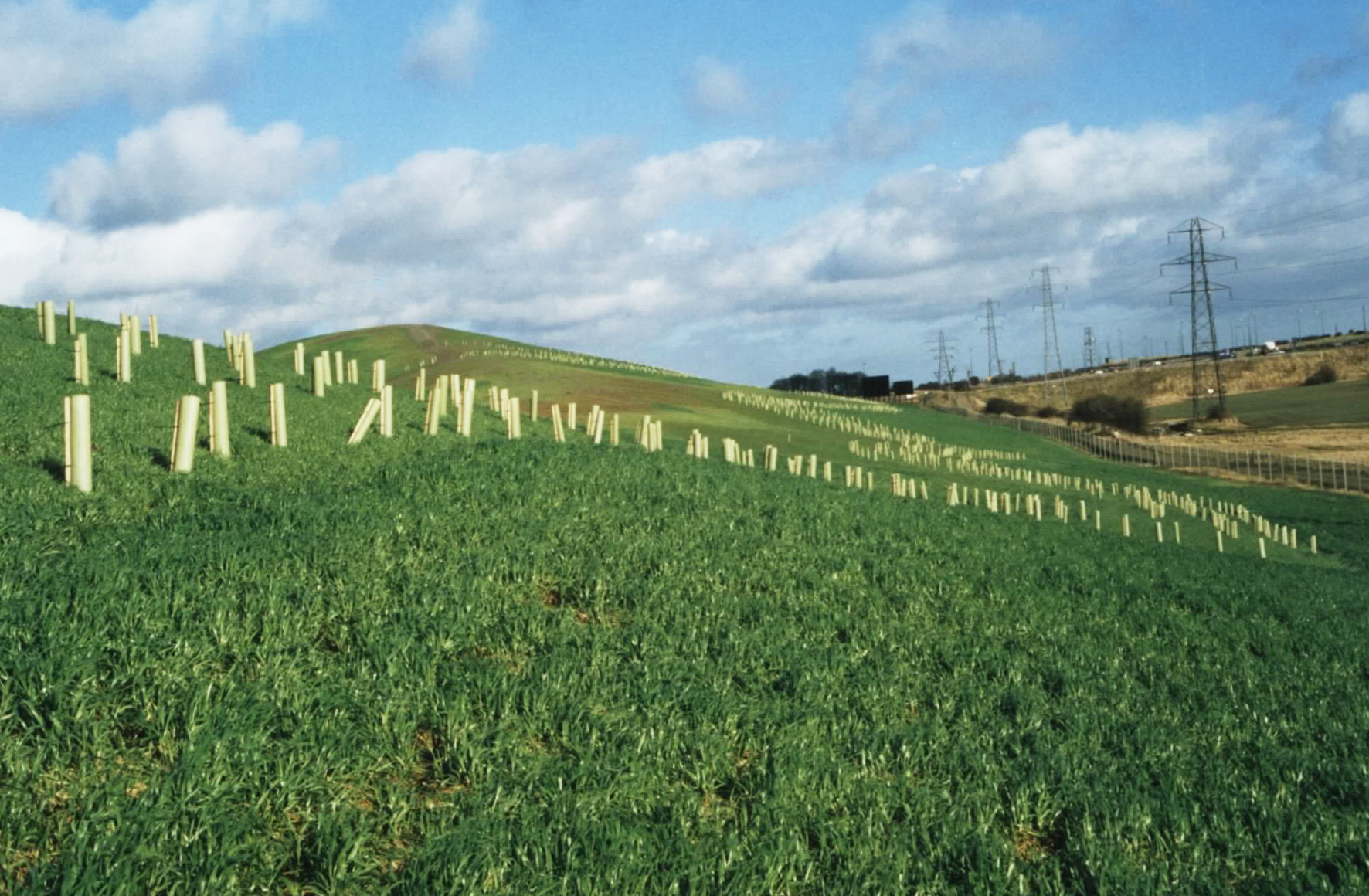 Dalton Park - First Season Planting