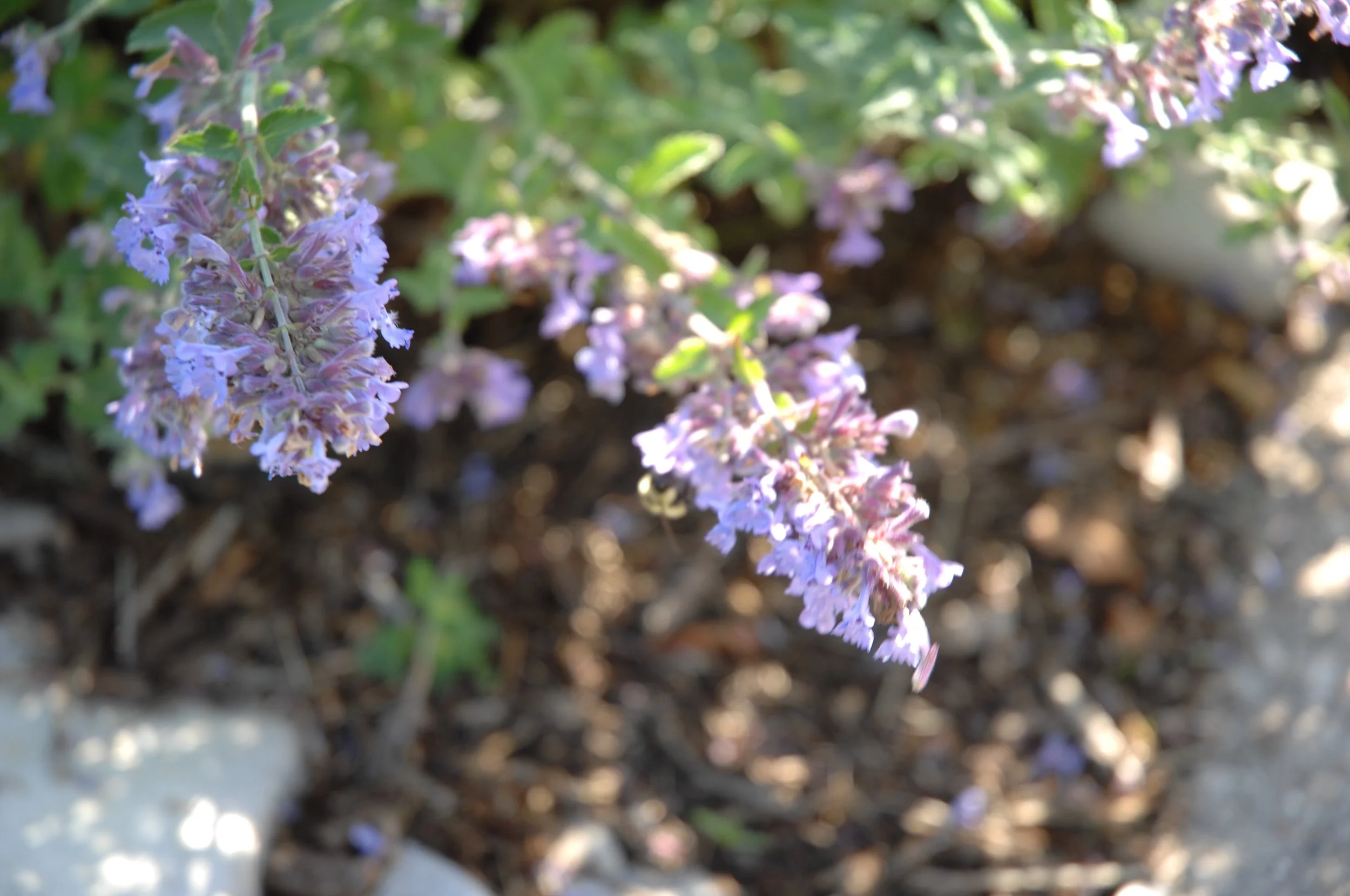 73A9D928-7AE8-481B-8C86-9D4CD9386AE0 .jpeg