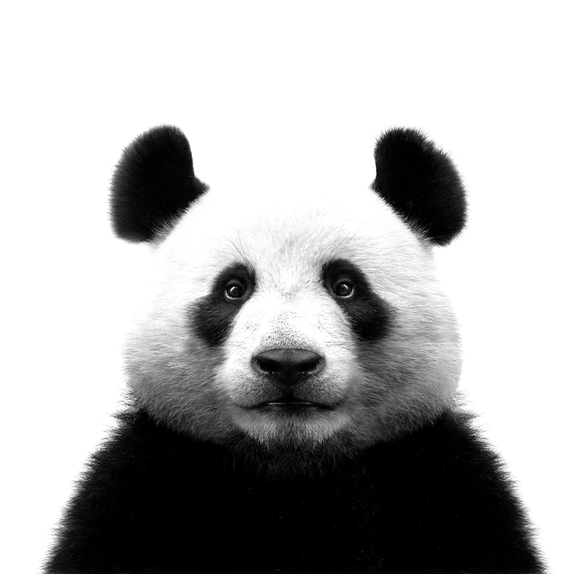 panda-condominium_markham_panda-1.jpg