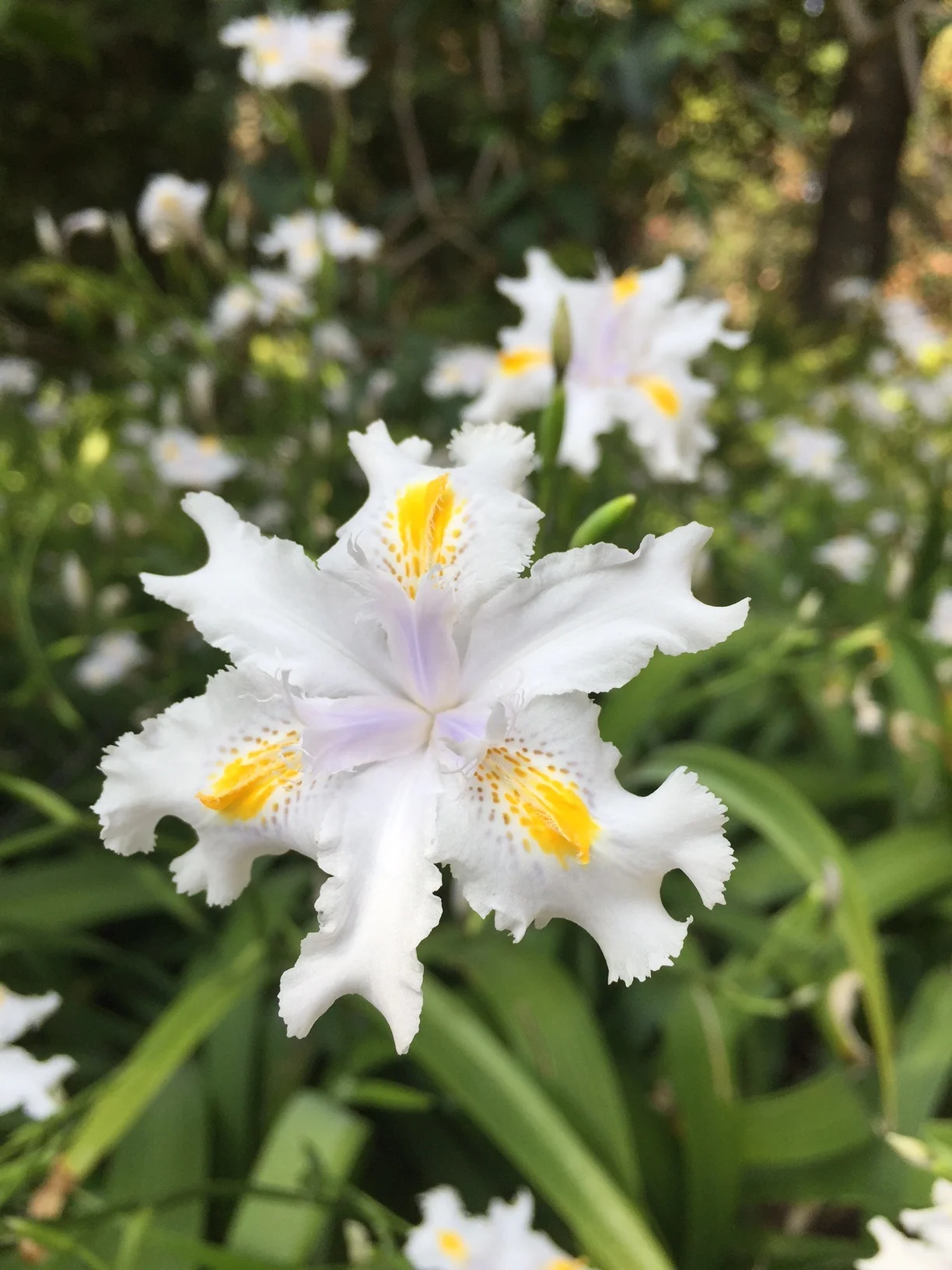 Huntington Gardens