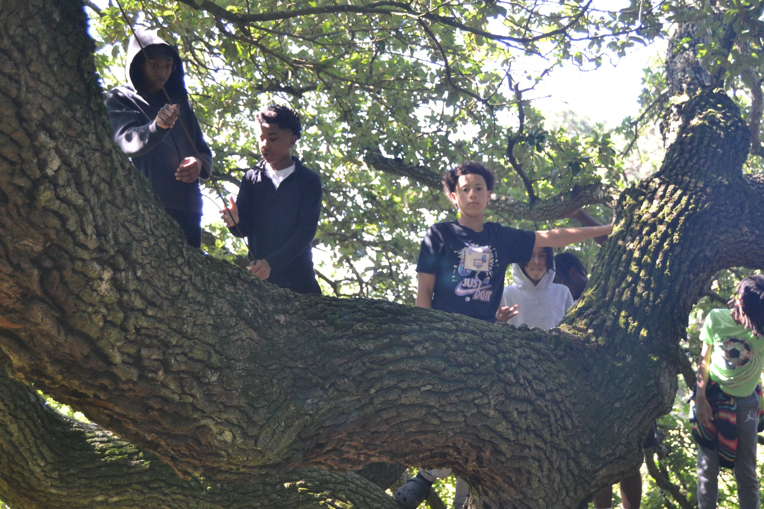 Climbing the Emancipation Oak .JPG