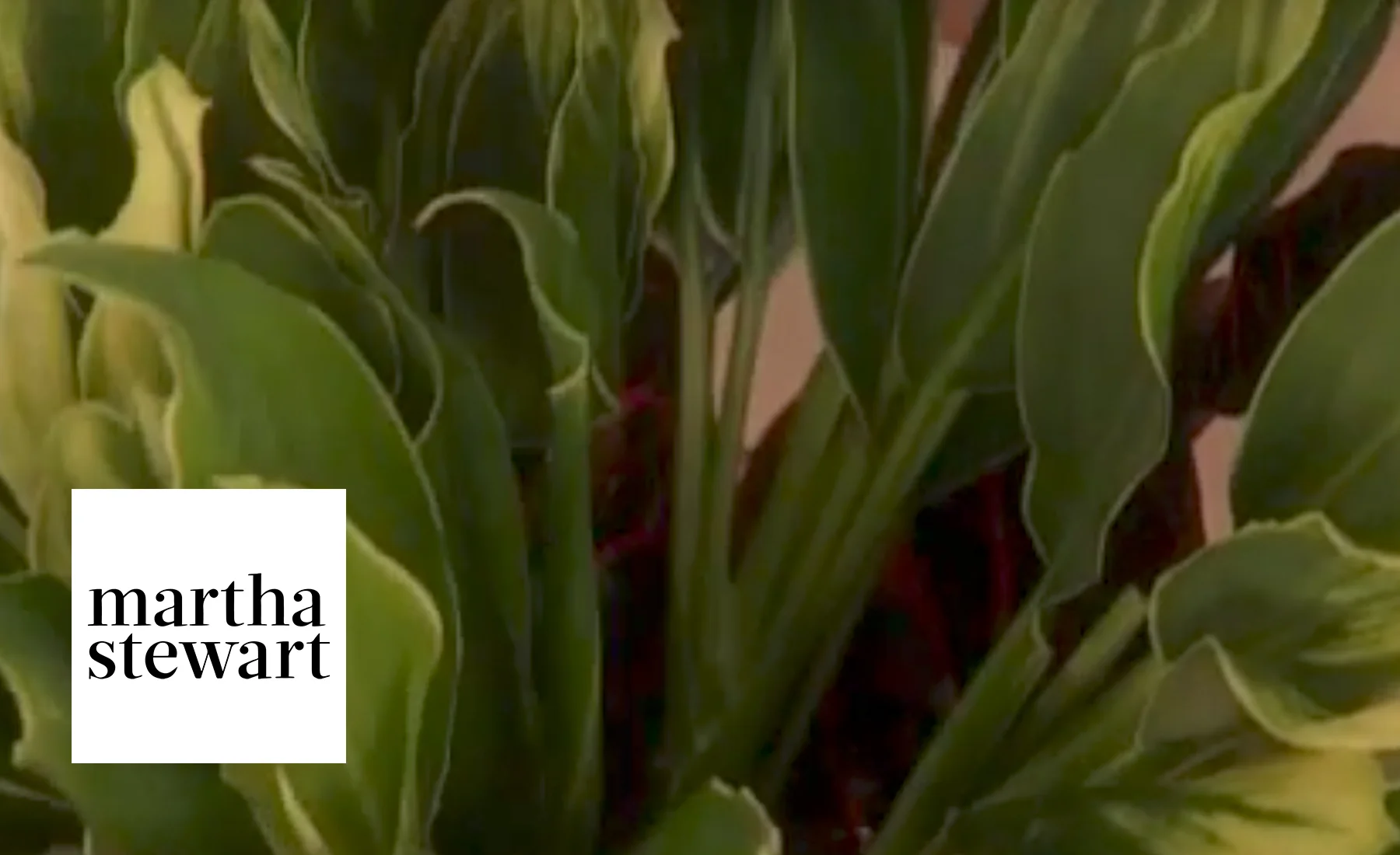 The Martha Stewart Show: How to Make Your Own Floral Arrangement